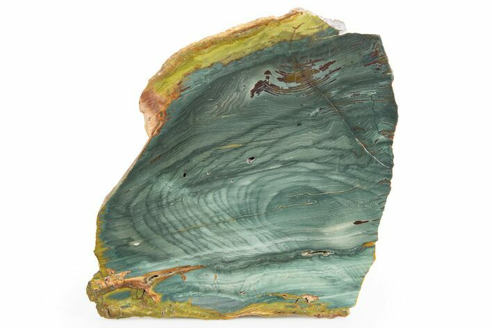 Gary Green Jasper (Larsonite) Bog Wood Slab - Oregon #302113